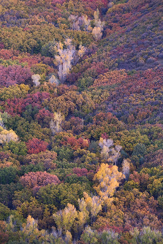 "Who Needs Vermont?" - A colorful hillside of oaks and cottonwoods in the San Juan Mountains of Colorado.