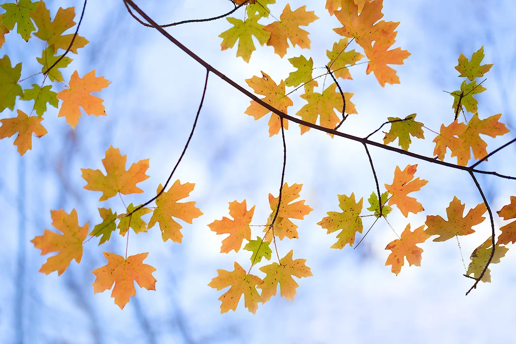 "Autumn Sky" - Fall foliage contrasts against a blue sky