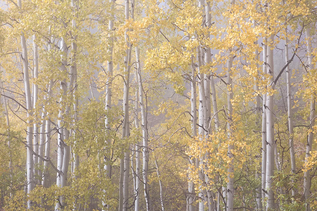 "Fogged" - Fall aspens in a layer of ephemeral fog