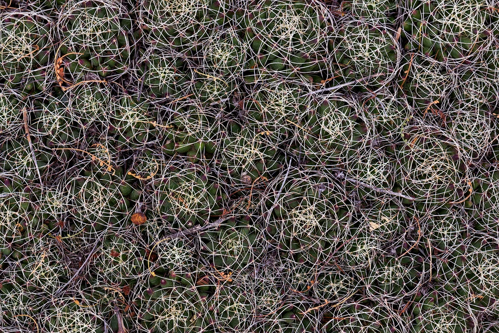 "Organized Mess" - Cactus from a garden near Tucson, Arizona