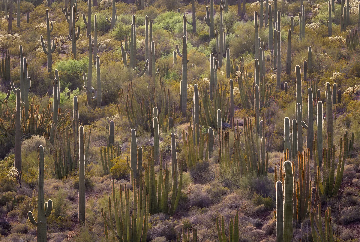 Saguaro and Organ Pipe Cactus in Arizona. Here, the subject is obvious: cactus plants. This photo relies on abstract qualities for the composition, including repetition, lines, and light. Since completely abstract subjects can be harder to identify, starting by looking for abstract qualities and using them in your composition can be a good place to start. 