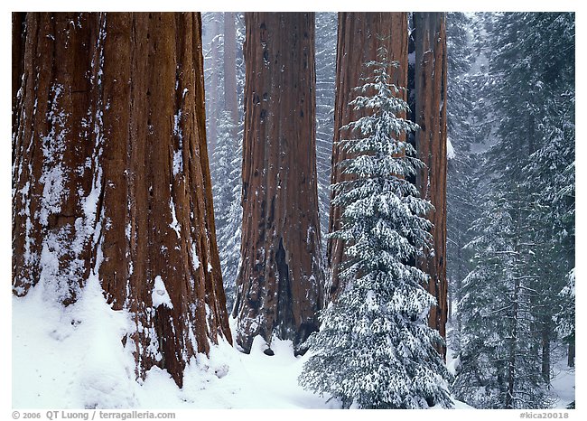 Sequoias in winter snow storm, Grant Grove. Kings Canyon National Park, California, USA.