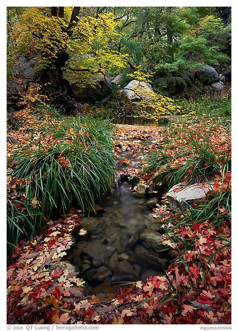 Stream in fall, Smith Springs. Guadalupe Mountains National Park, Texas, USA.