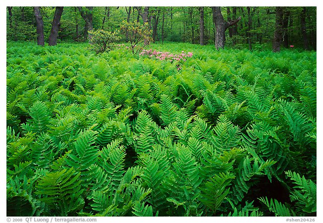 Ferns and flowers in spring. Shenandoah National Park, Virginia, USA.