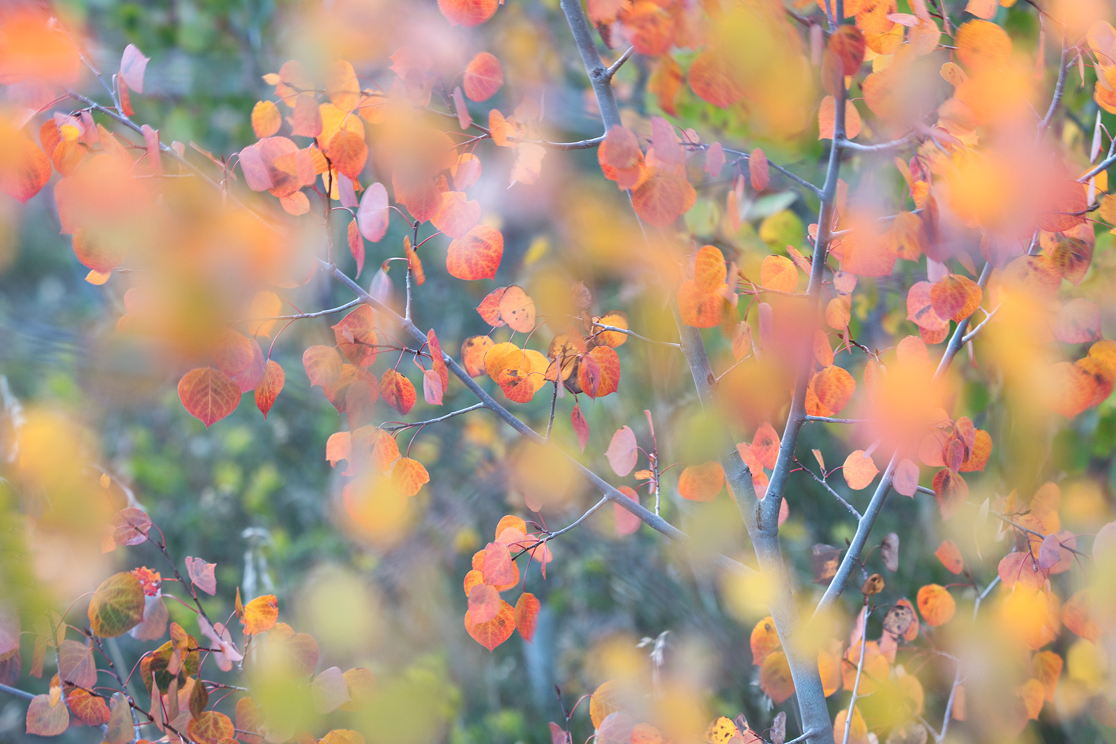 “Aspen Babies”