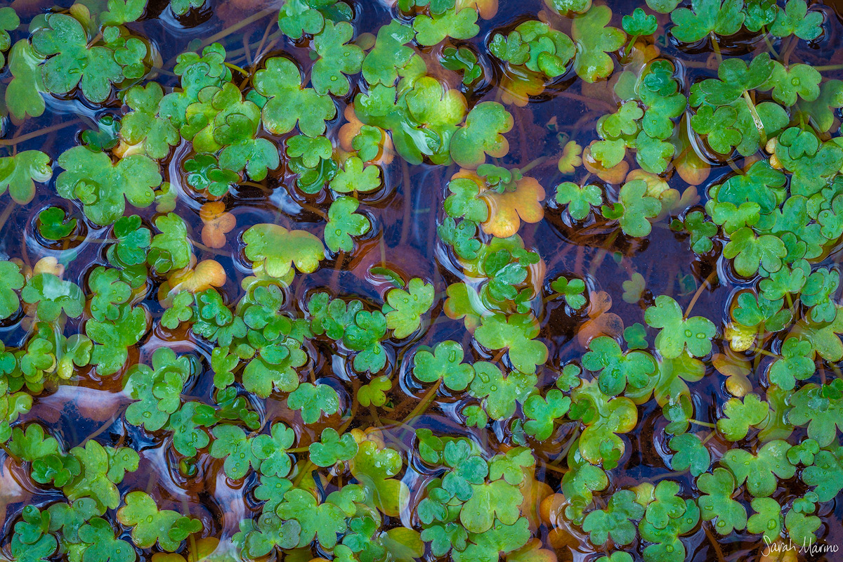 Water Clover, Colorado