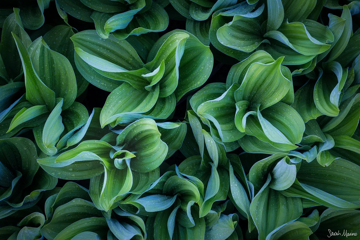 Corn Lily Trio, Colorado
