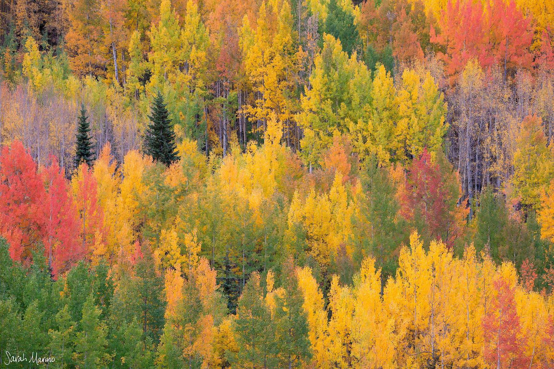 Autumn Mix, Colorado