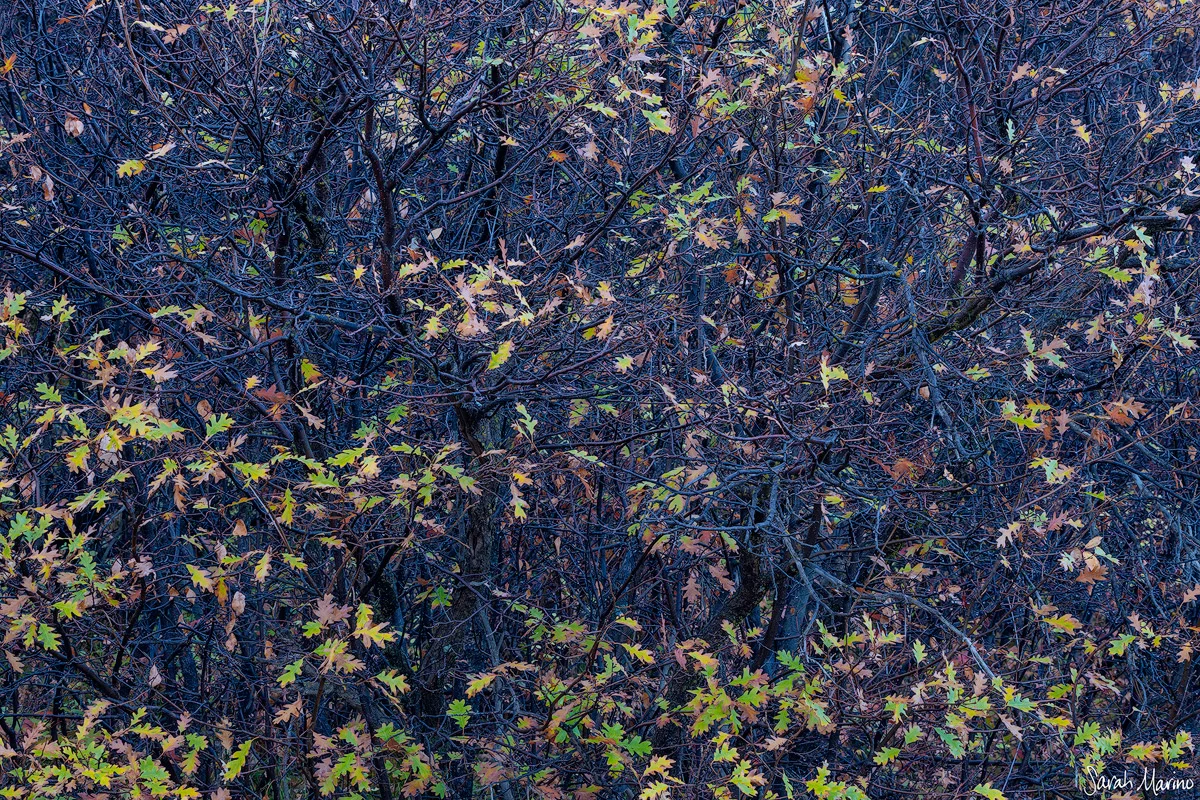 Late Autumn Oaks, Colorado