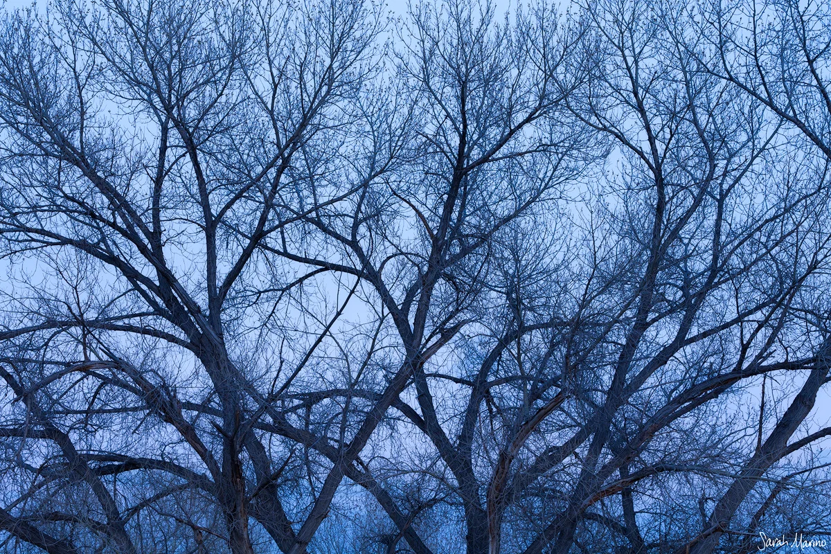 Winter Limbs, Arches National Park