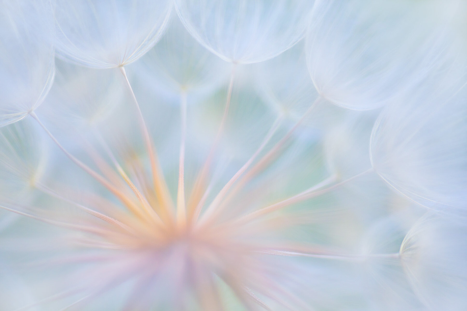 Sarah-Marino-Colorado-Salsify-1200px.jpg