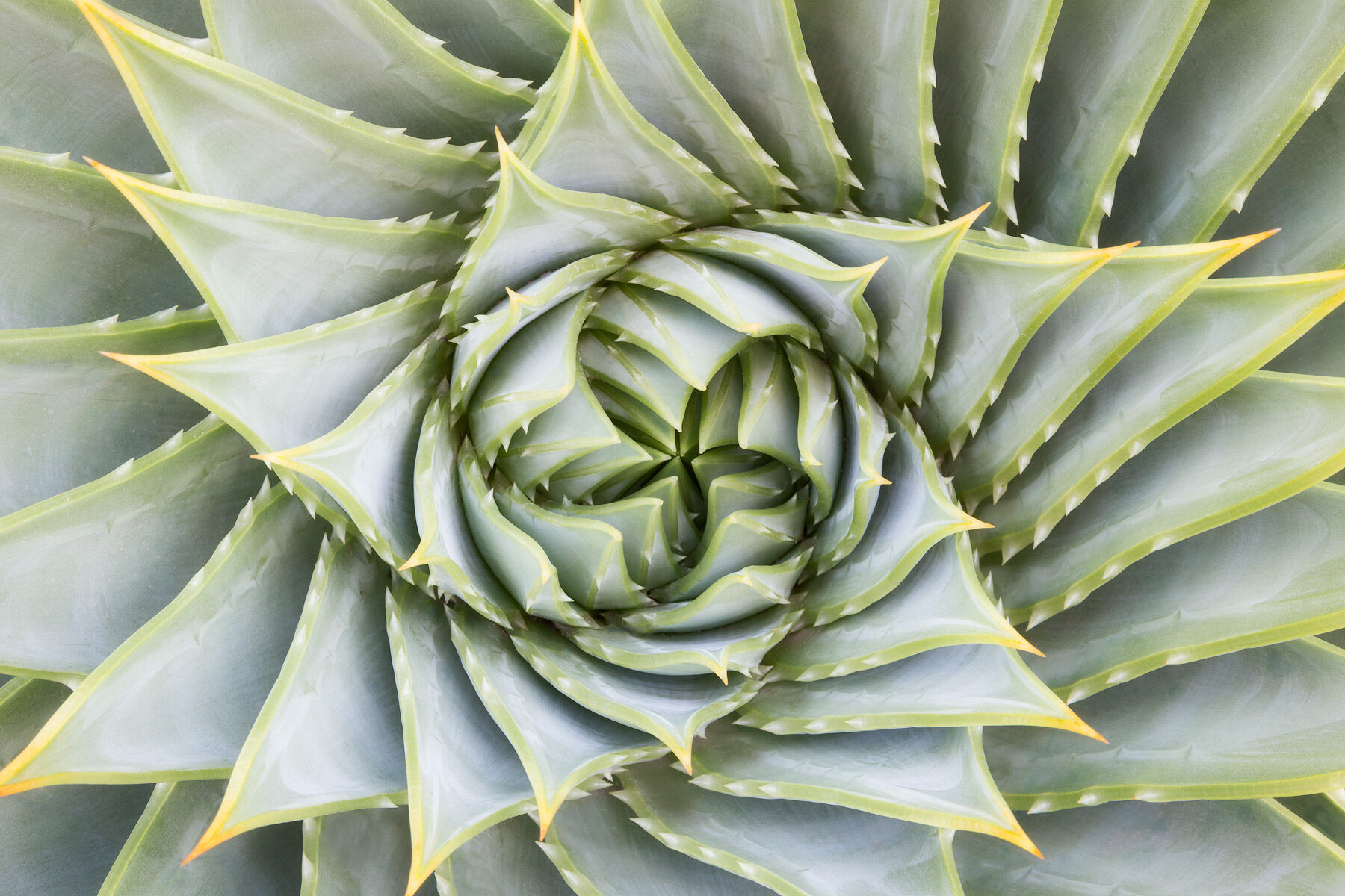 Sarah-Marino-Spiral-Aloe-1200px.jpg