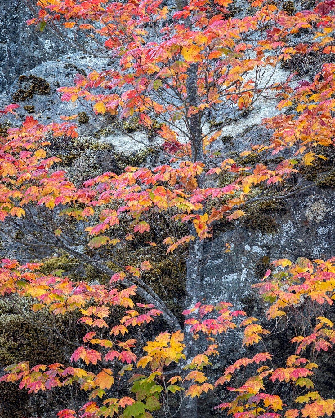 A lovely autumnal maple, paired with a moss and lichen-covered rock. Mount Rainier National Park.