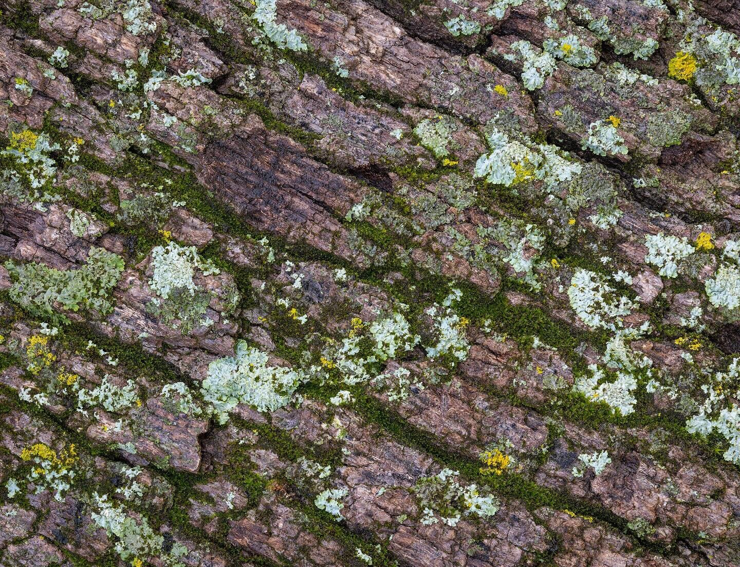 I&rsquo;m grateful for lichen, bark, and moss&mdash;a topic I just wrote 1,100 words about in a new blog post (specifically: integrating gratitude into nature photography, with some reflections on why I&rsquo;m so grateful for photography in general 