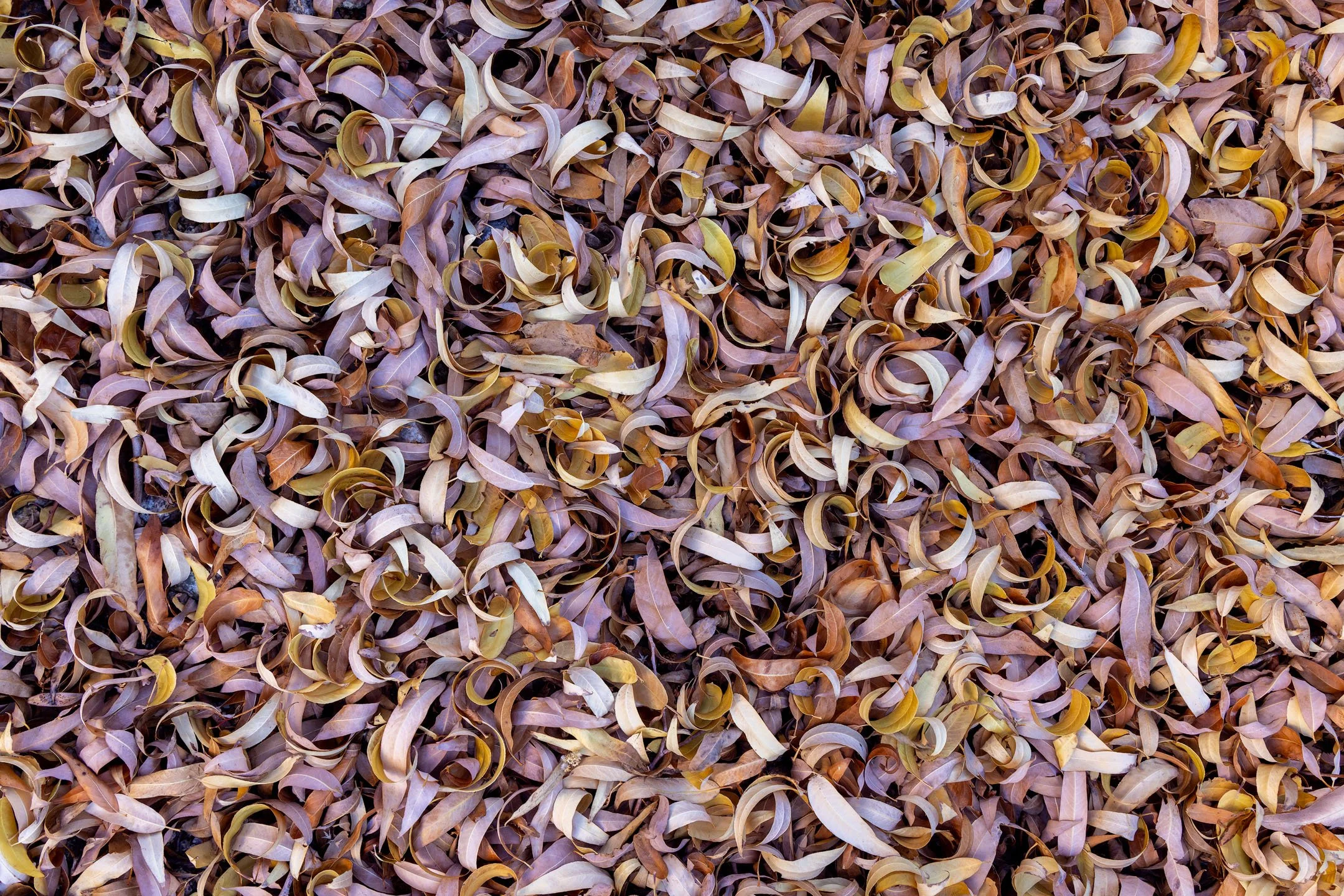 Leaf Pile