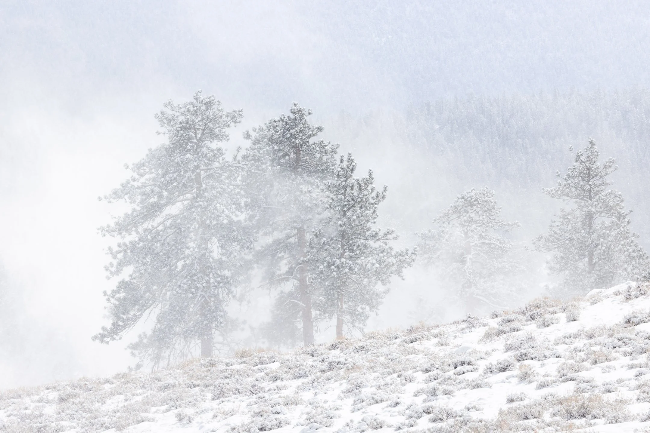Wind Storm