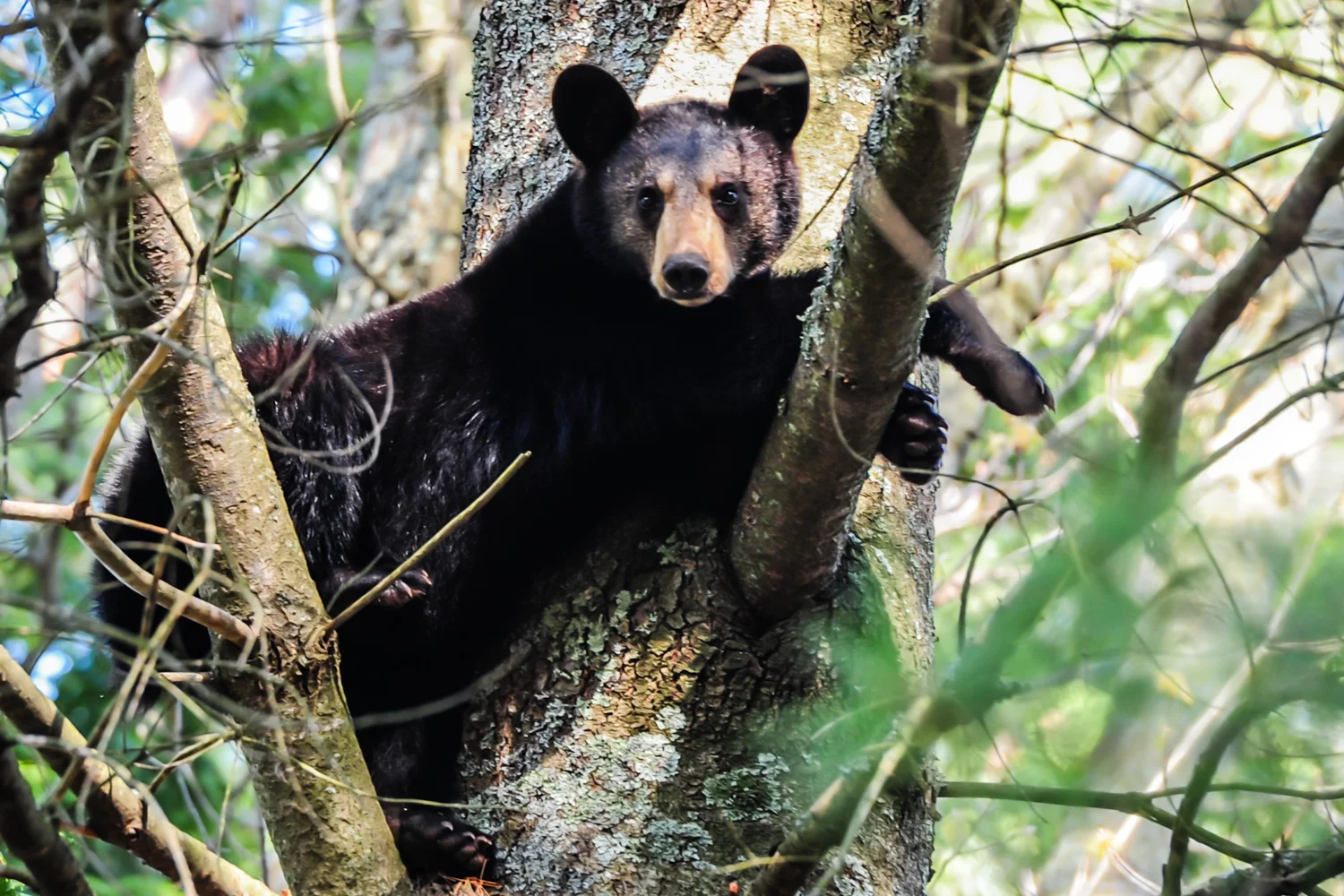 Bear in tree.jpg