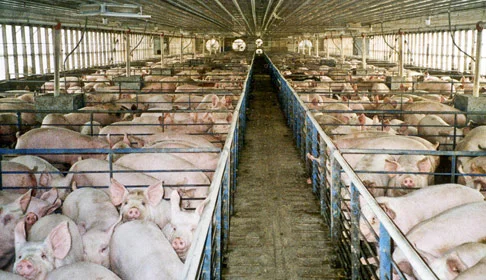 farmsanctuary.org photo