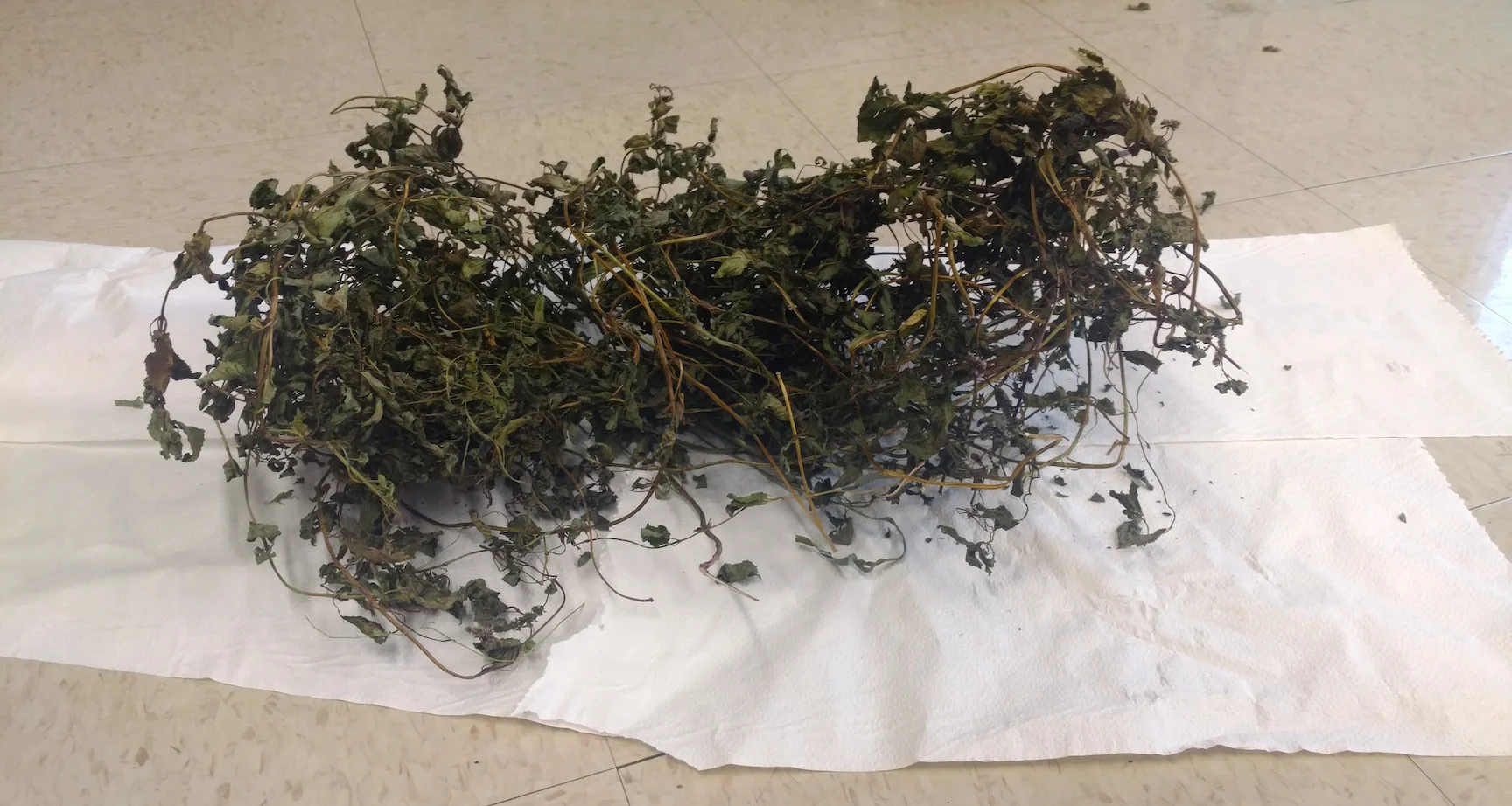 Michael Nannery -dried_peppermint (1).jpg