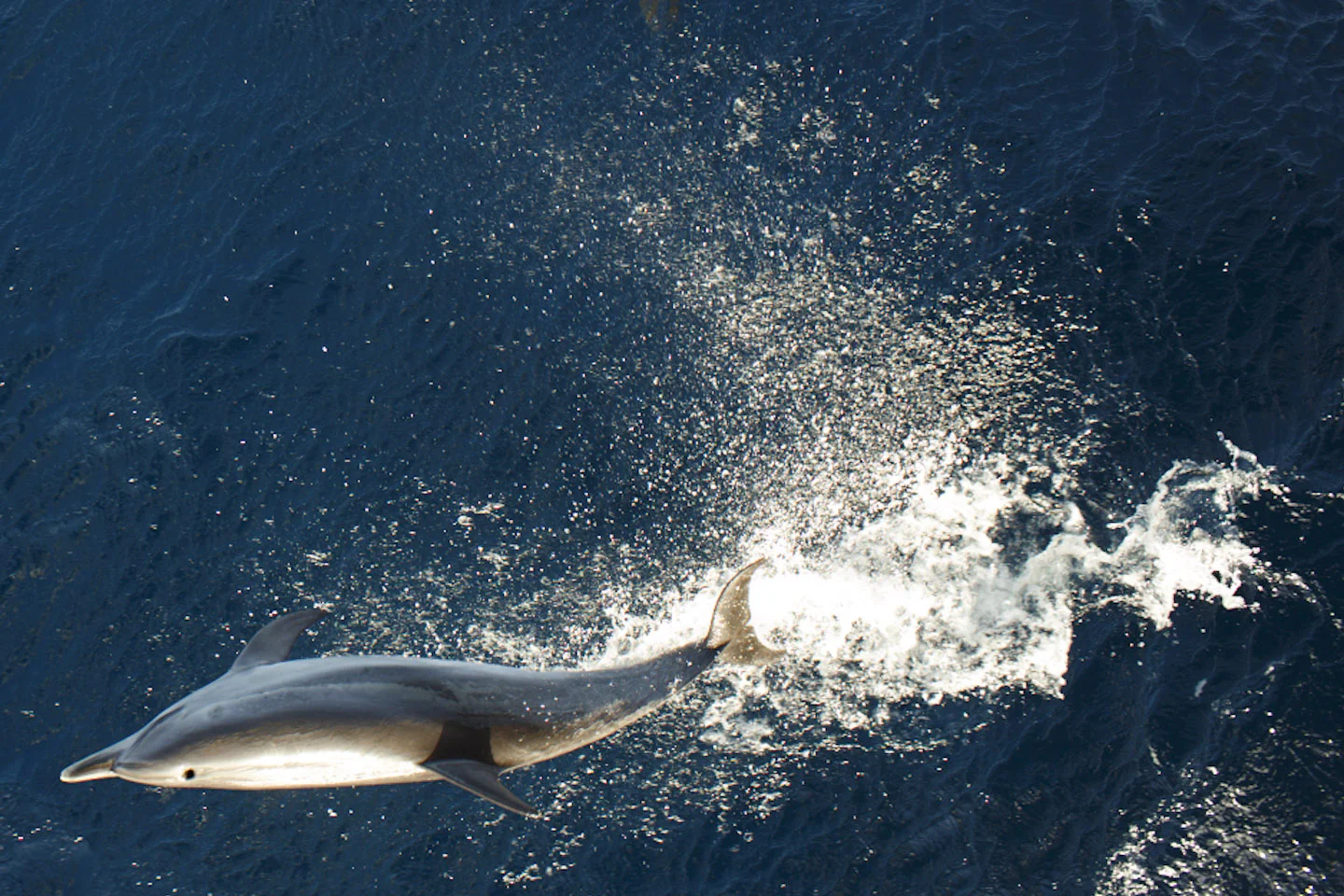 Sailing with dolphins