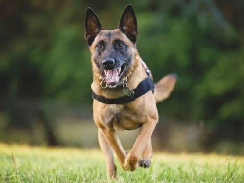 1120-k9-p.jpg