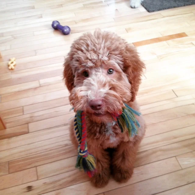 benni 5 months 3.jpg