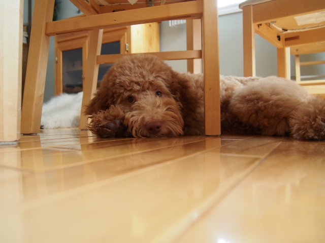 Cortana's first litter and gorgeous boy Benni 
