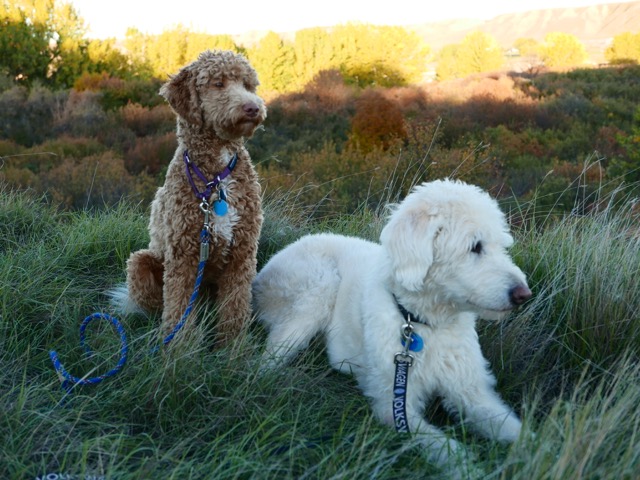 Benni on the left from Cortana's first litter. What a beautiful guy.