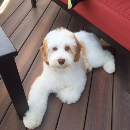 Maxwell at 5 months old hanging with his family and loving life.