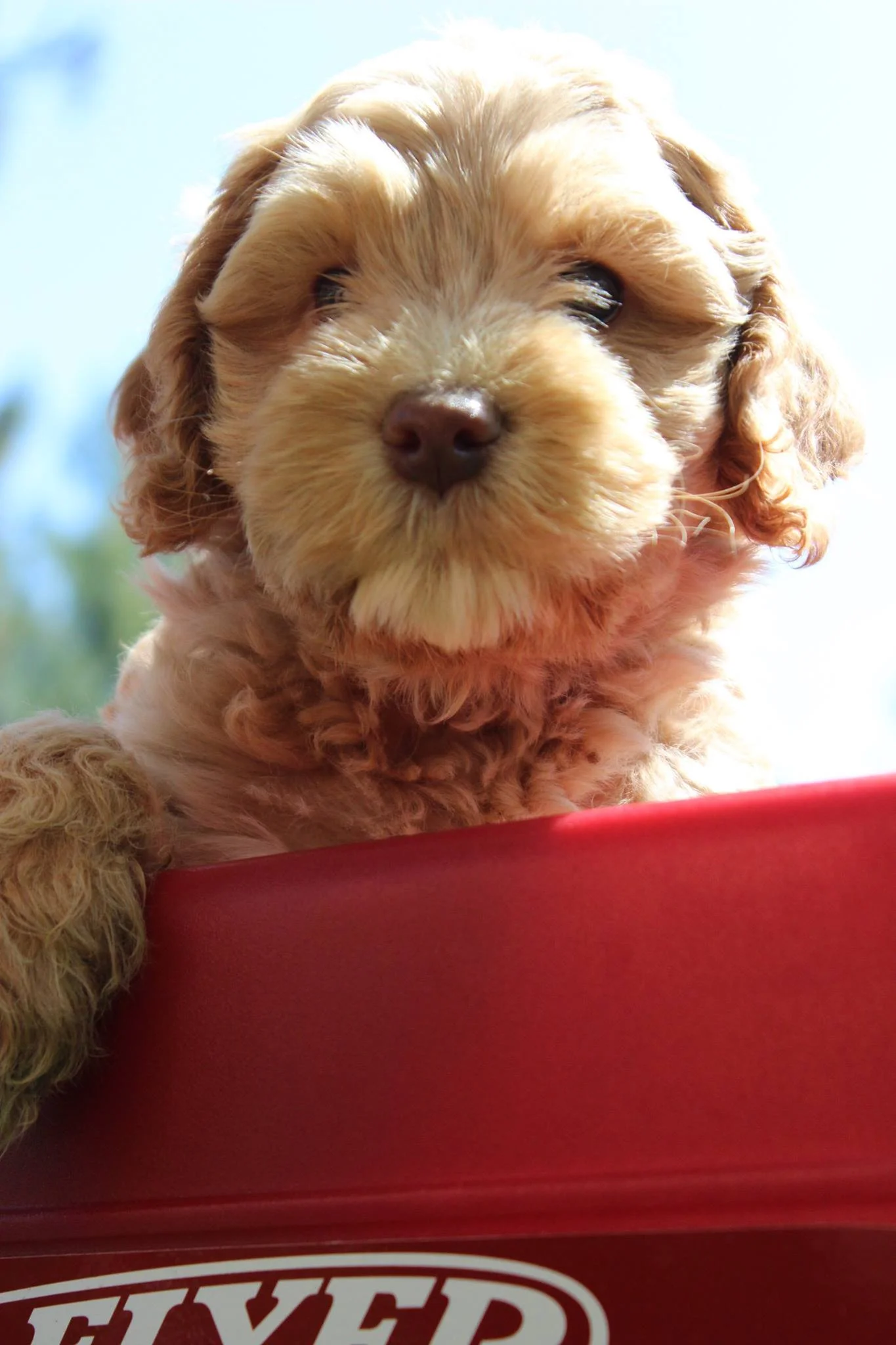 Here's Washington at 8 weeks old