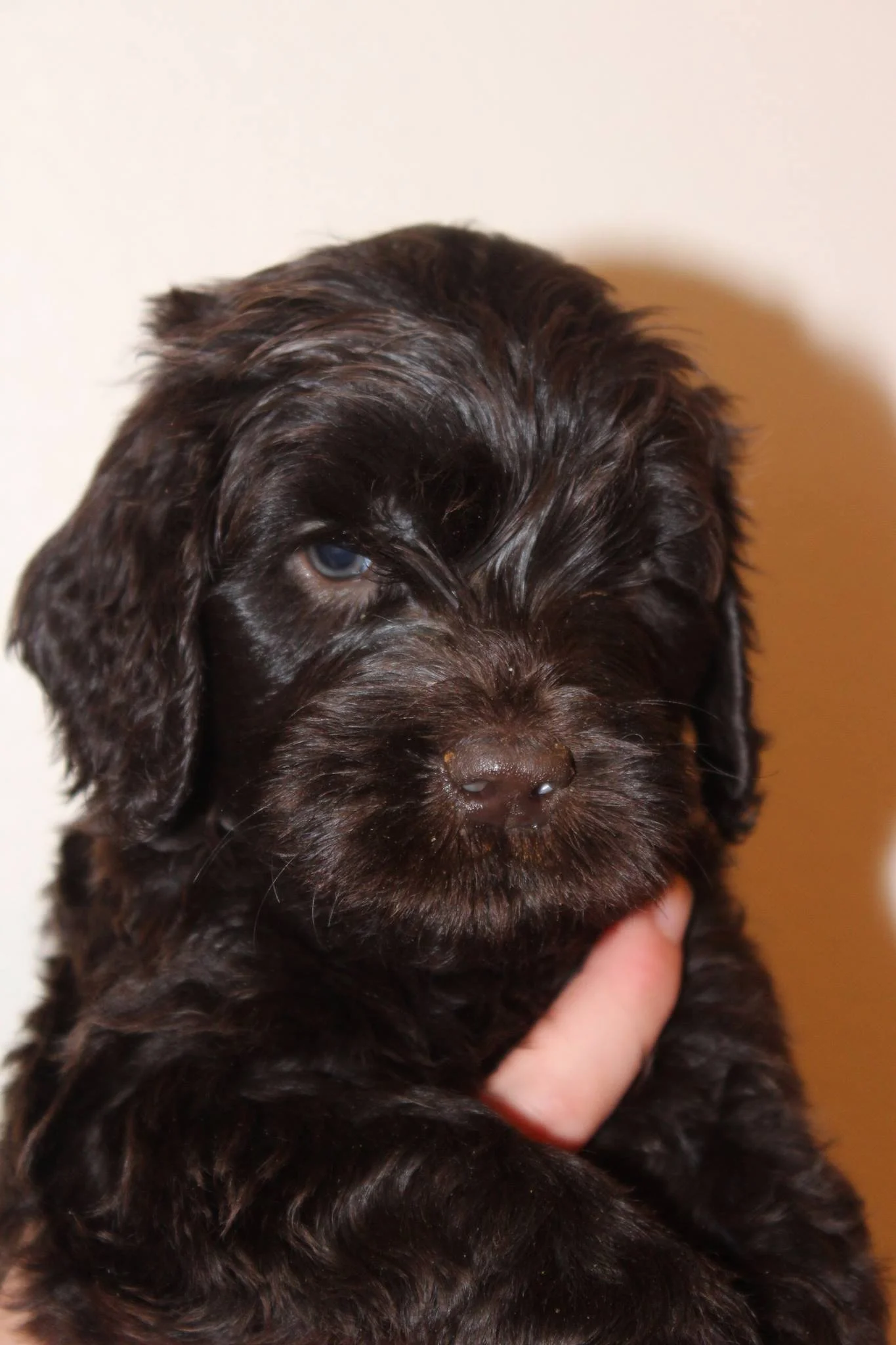 8 weeks old