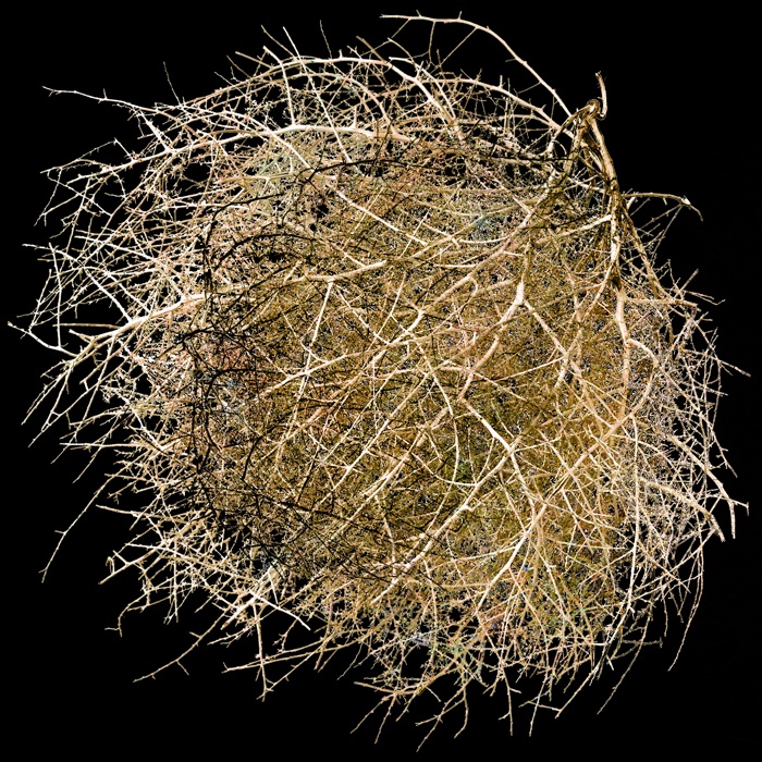 tumbleweed3+pigment+print+24+x+24+in..jpg