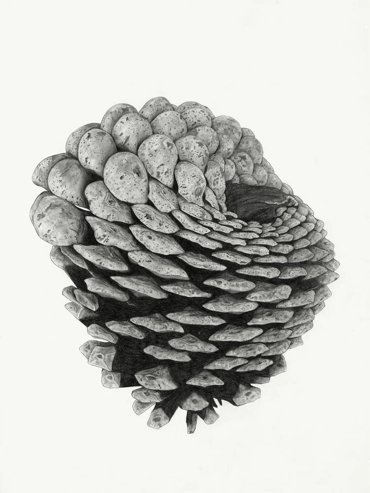 Fibonacci's Flower Petecia Le Fawnhawk Desert Elements at MWFA.jpg