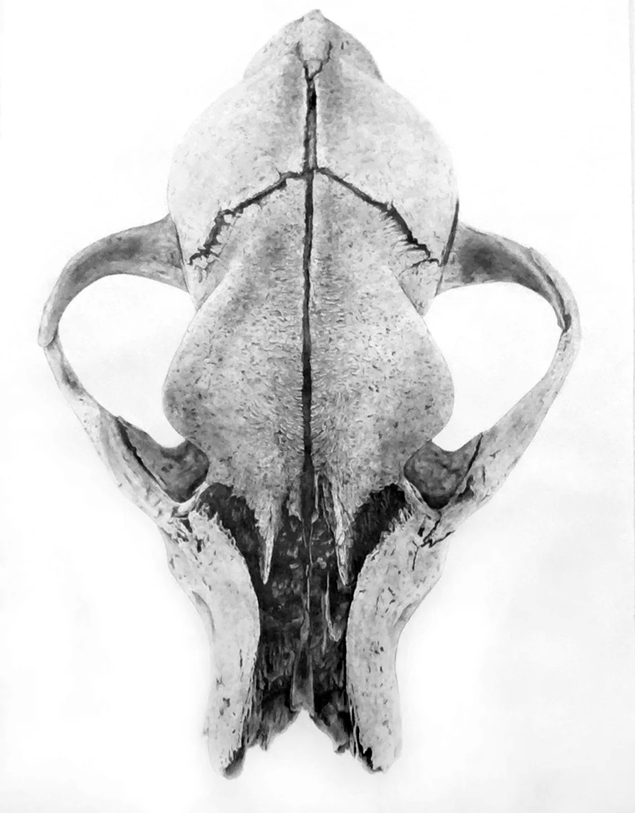 Old Coyote SpiritPetecia Le Fawnhawk Desert Elements at MWFA.jpg