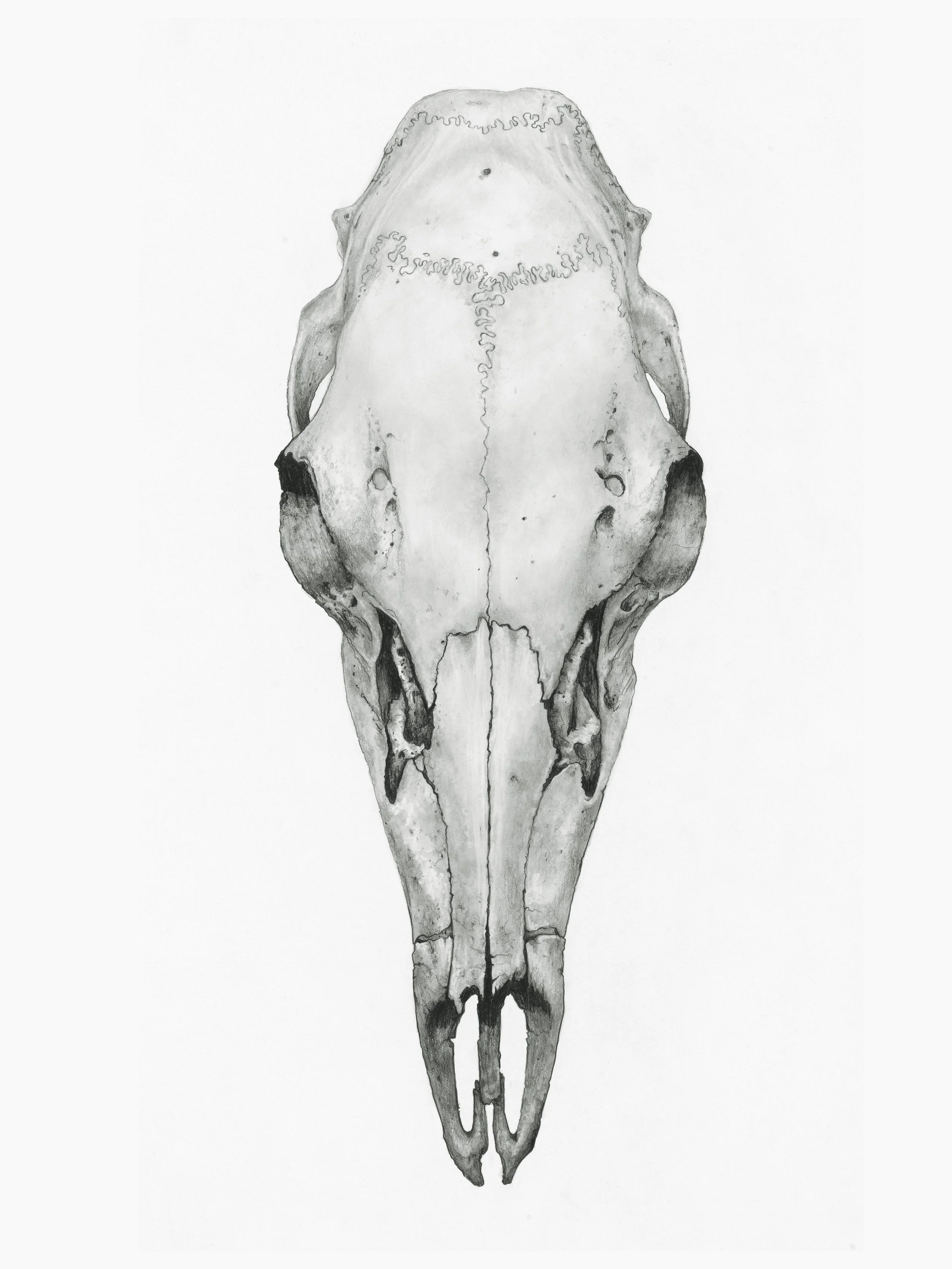 05_Petecia La Fawnhawk_Divine Doe Skull_graphite on paper_ 40 x 30.jpg