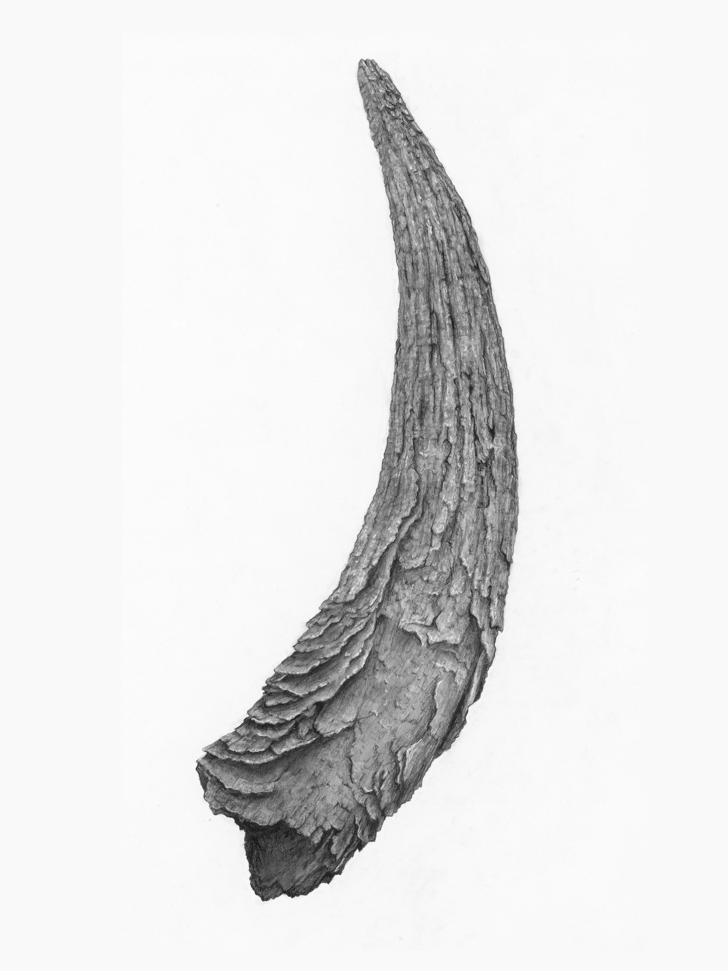 02_Petecia La Fawnhawk_Sacred Horn of Wildcat Canyon_graphite on paper_ 40 x 30.jpg