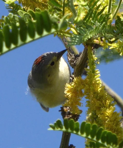 Lucys-Warbler.jpeg