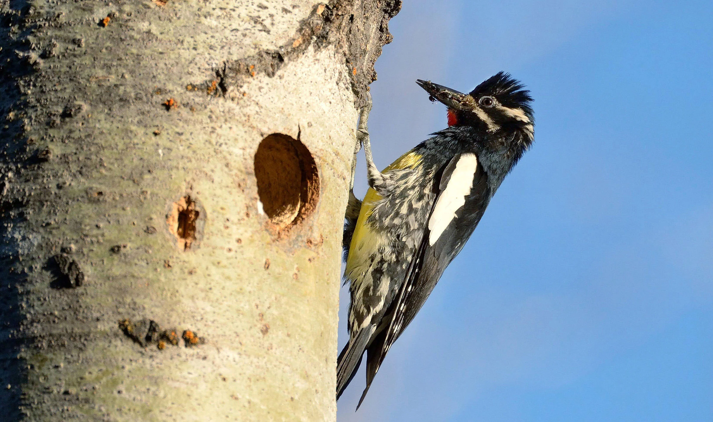 Photo: Frank D Lospalluto/Flickr Creative Commons. Williamson's Sapsucker