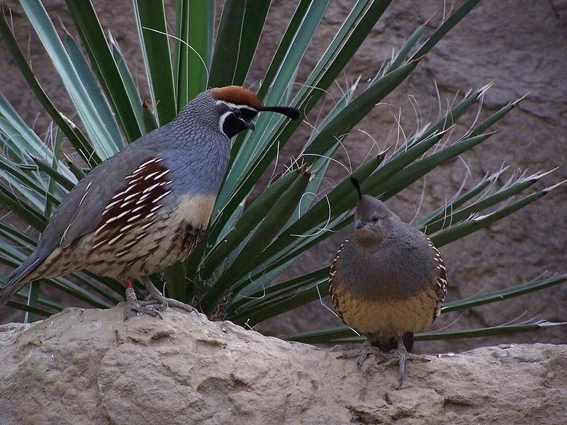 Quail-Gambels.jpg