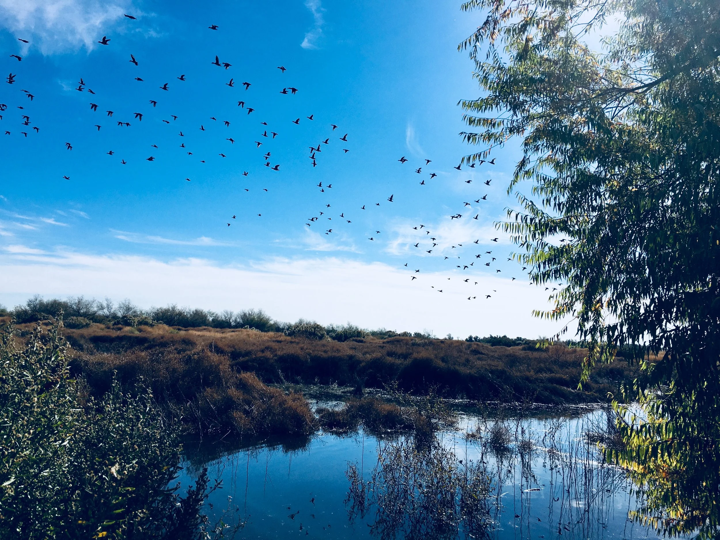 111117 Rio Bosque wetlands horizontal.jpg