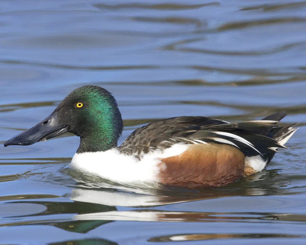 Northern Shoveler
