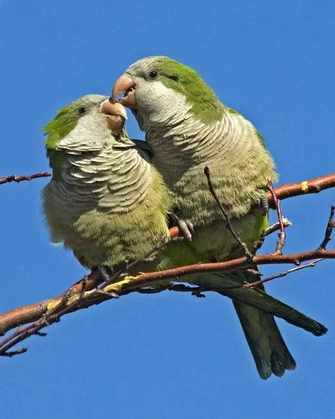 Monk Parakeets, National Audubon Society