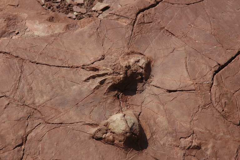 Prehistoric Trackways.jpg