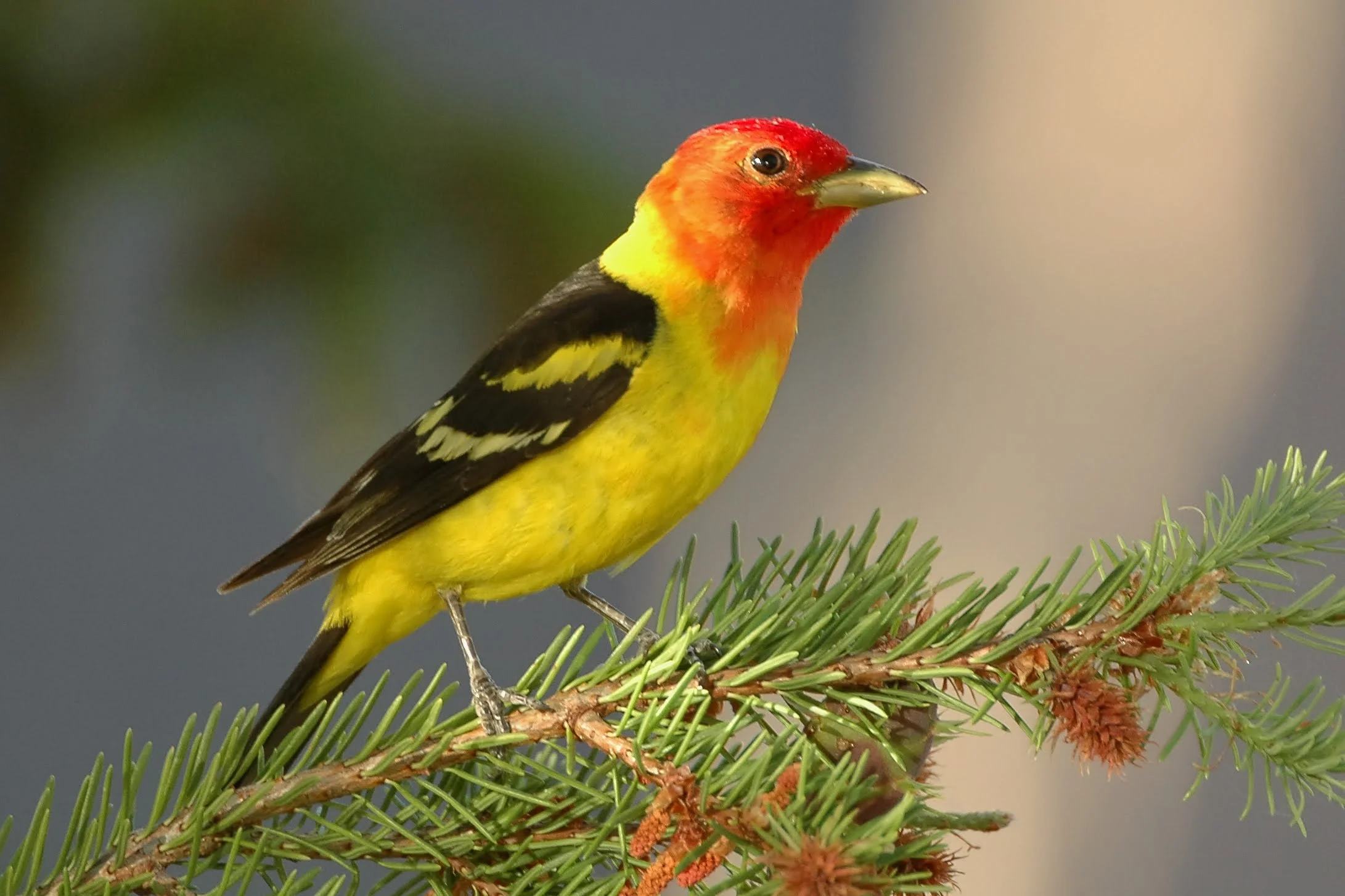 Male Western Tanager