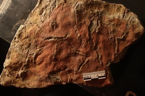 Trace Fossils of the Lanoria Formation.jpg