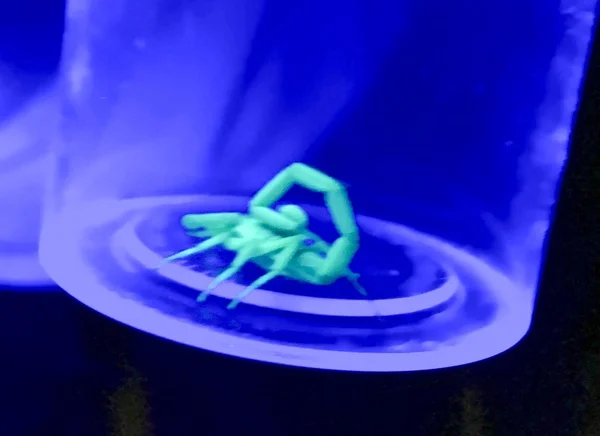 Scorpion under ultraviolet light. Who's Running Around the Desert at Night.