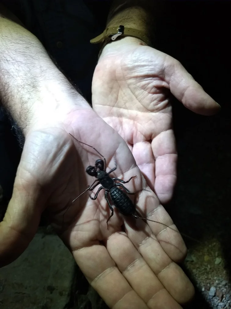 Dr. Hyder handling a female Vinegaroon