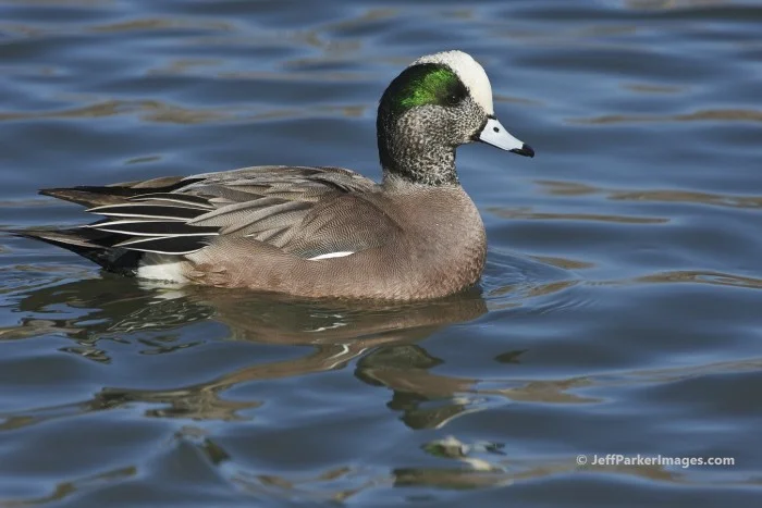 American Wigeon