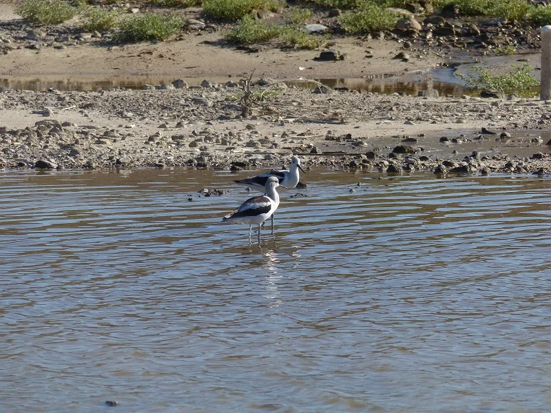 Migrating Birds of Keystone Heritage Park. Pic by Kevin Floyd