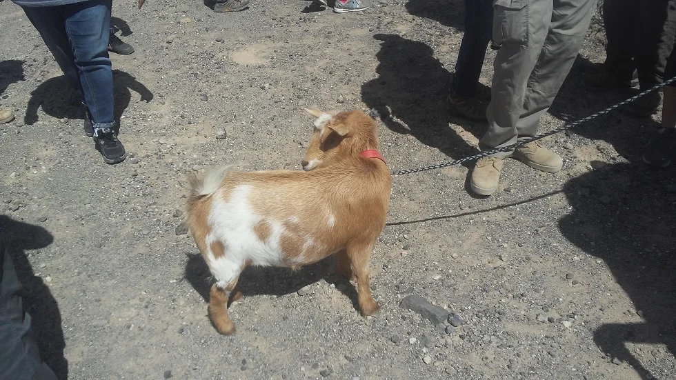 The center of attention. All images by Paul Galvan.